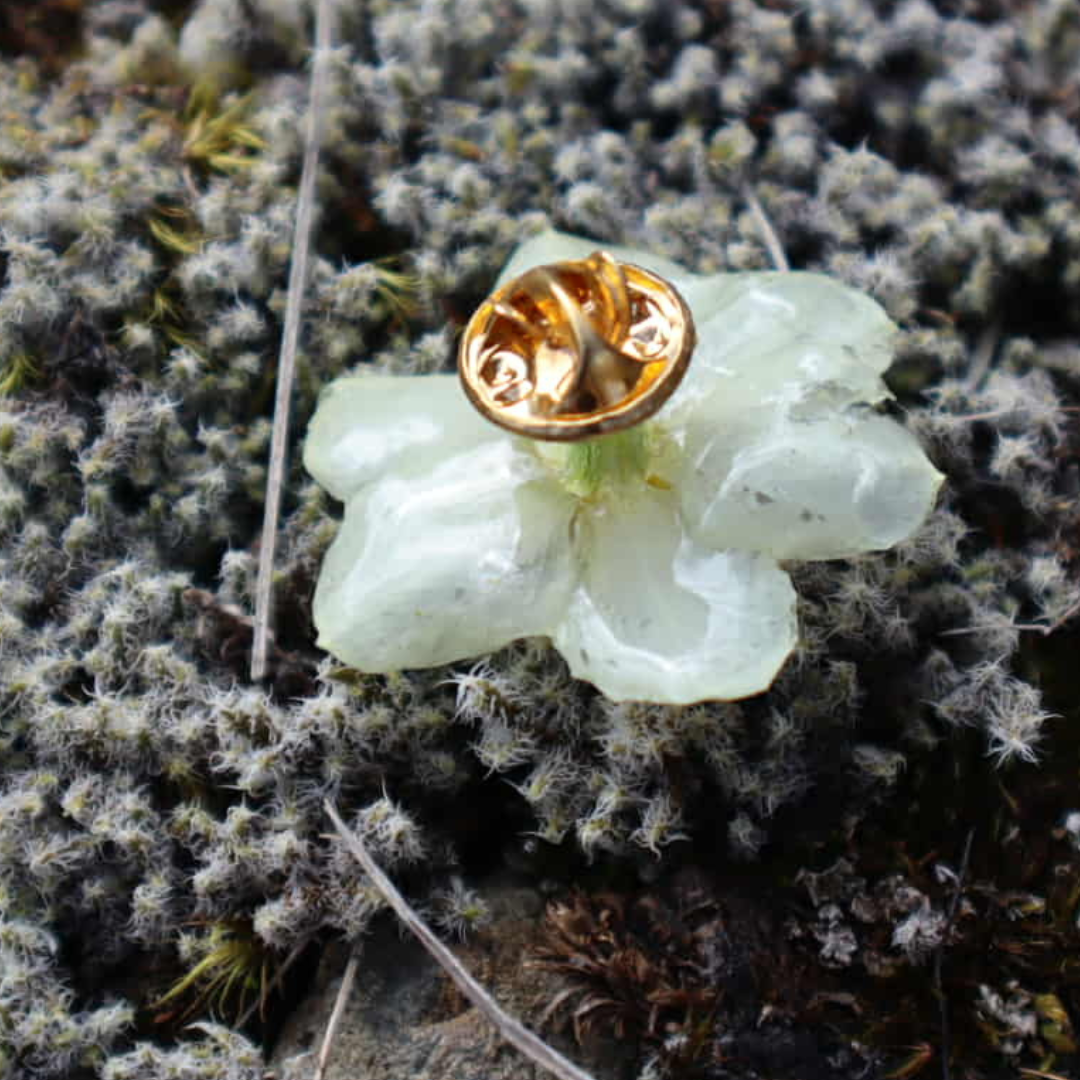 Real Daffodil Flower Brooch |Celebrating Hope & Rebirth| Handmade in NZ