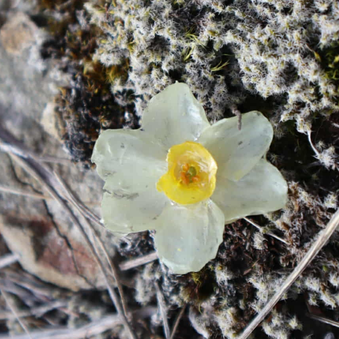 Real Daffodil Flower Brooch |Celebrating Hope & Rebirth| Handmade in NZ