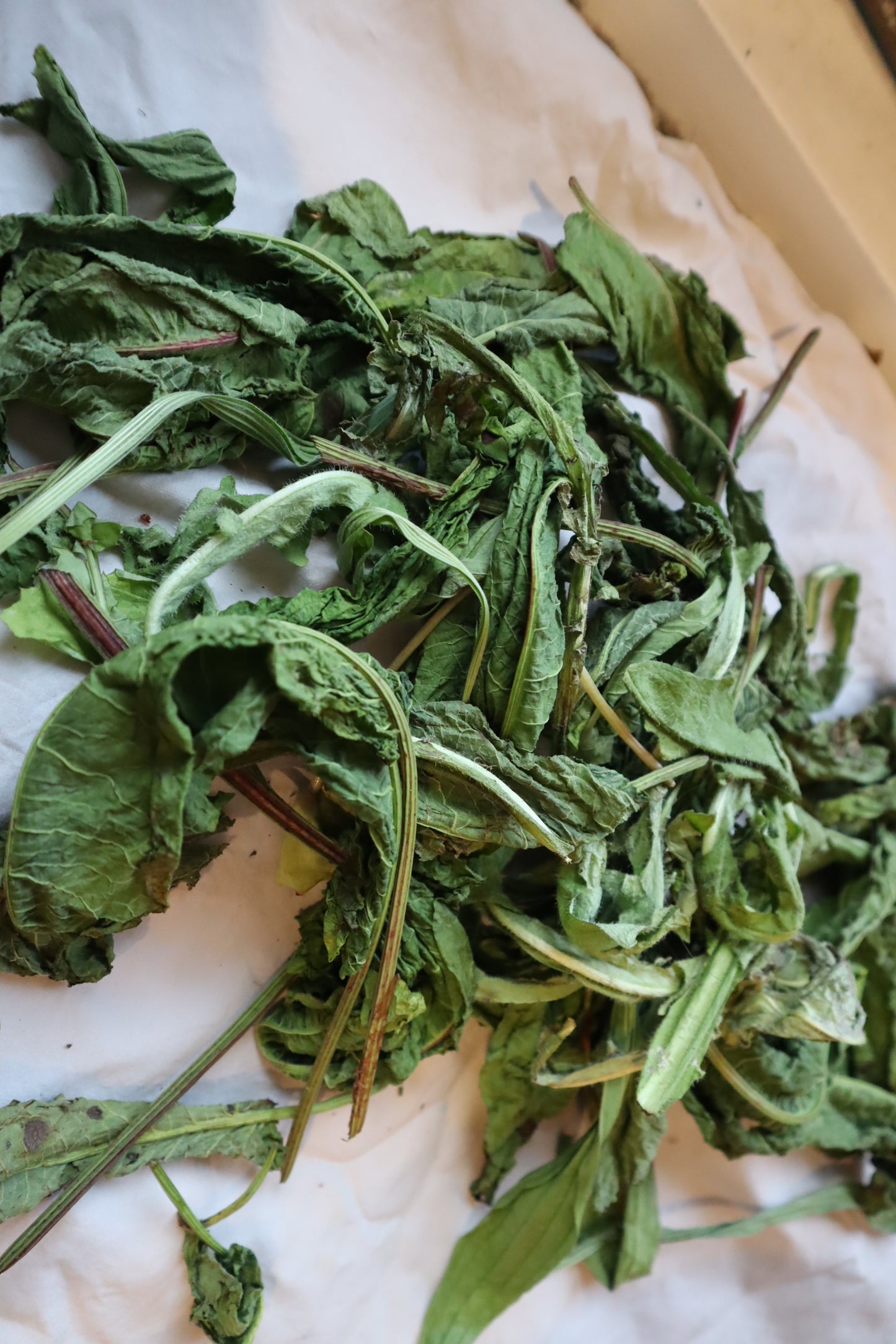 Selfcare Monthly Circle: Qigong &Plant Healing