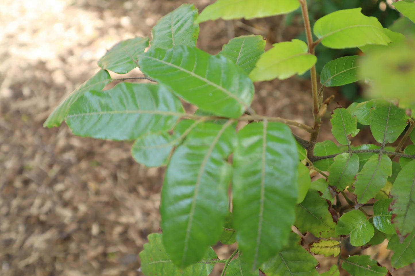 Tītoki Drops — Deep Calm & Grounding(30ml)