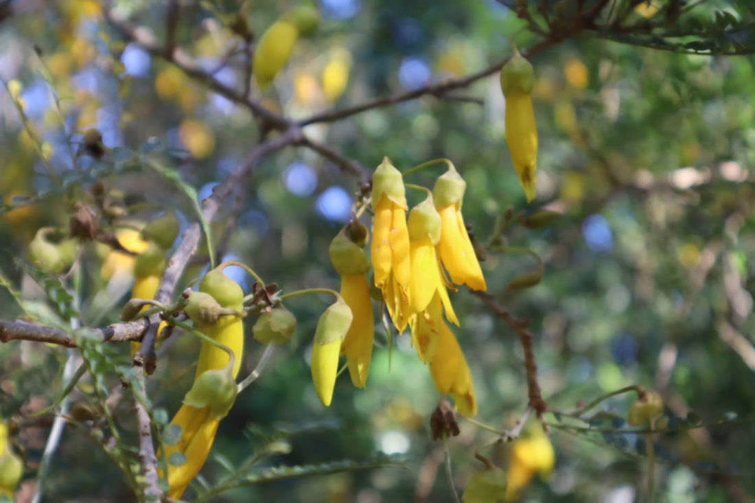 The Healing Power of Kōwhai