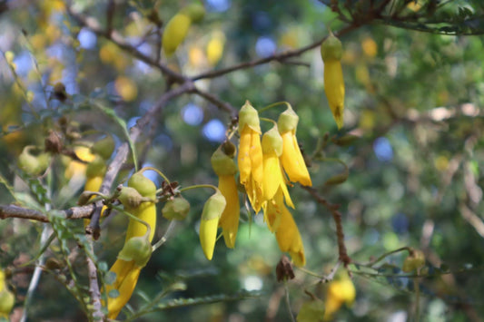 The Healing Power of Kōwhai