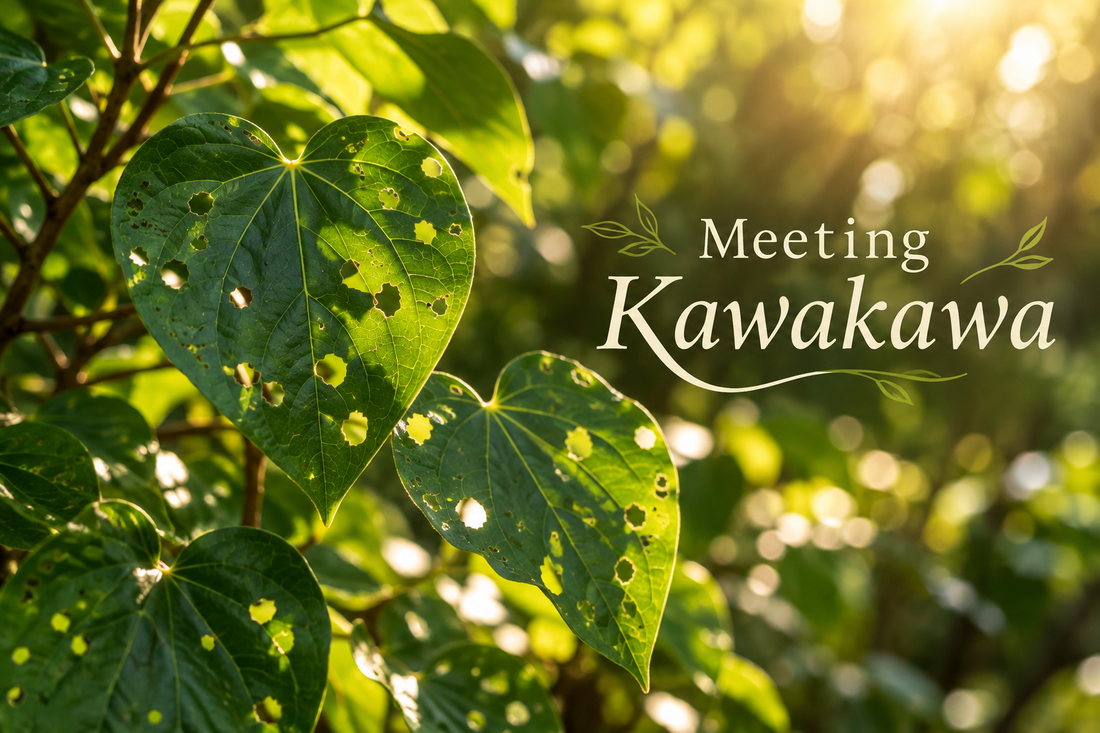 Meeting Kawakawa: The Rongoā Plant I Don't Use Very Often — And Why