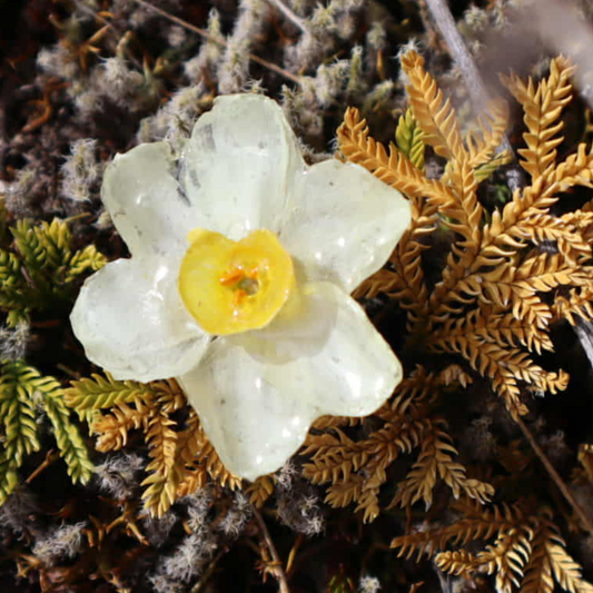 Real Daffodil Flower Brooch |Celebrating Hope & Rebirth| Handmade in NZ