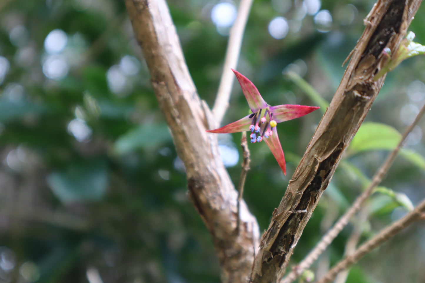 Short Course: 🌿 Healing Sounds Qi Gong + Plant Healing for Healers 🌿