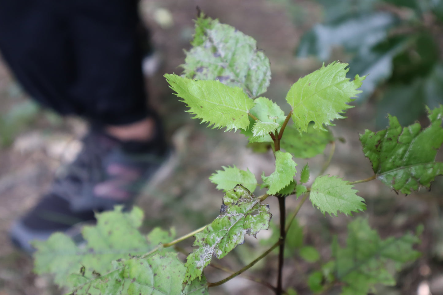 Selfcare Monthly Circle: Qigong &Plant Healing