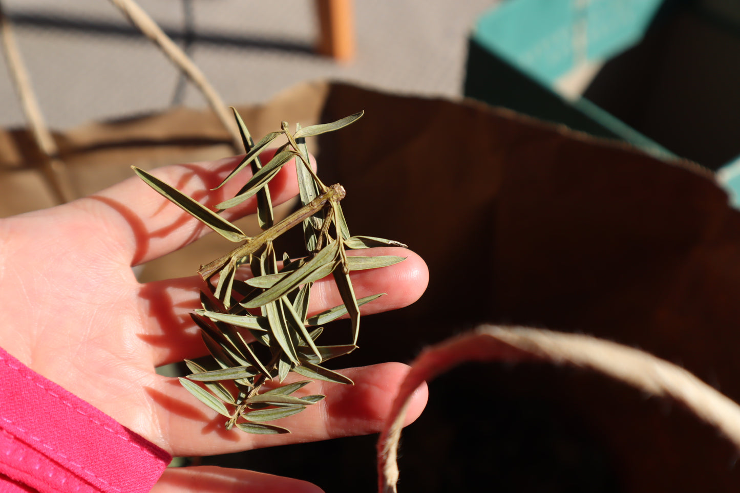 Selfcare Monthly Circle: Qigong &Plant Healing