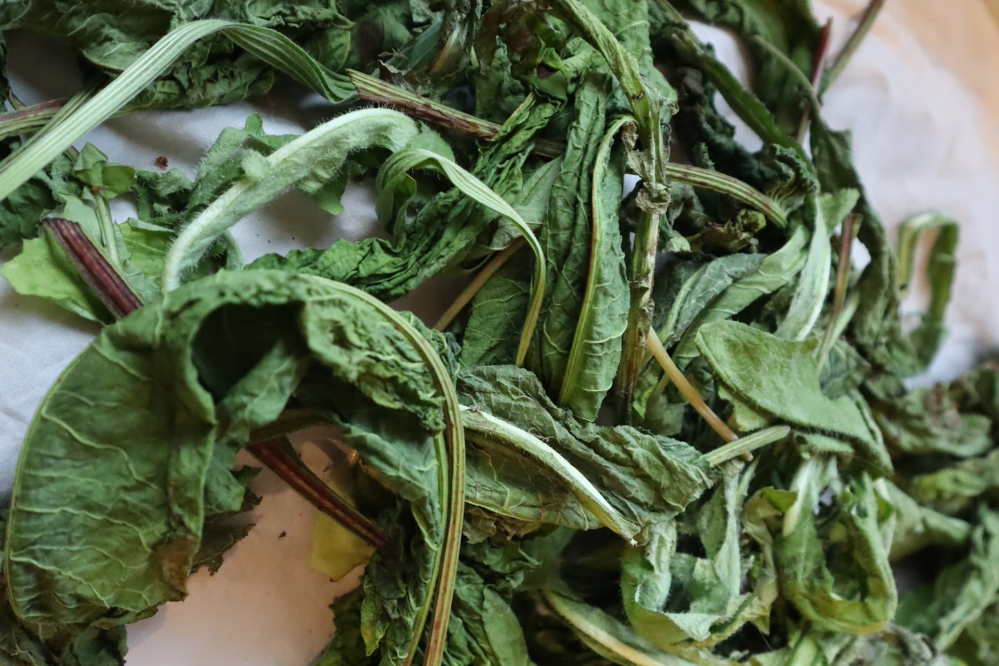 Short Course: 🌿 Healing Sounds Qi Gong + Plant Healing for Healers 🌿