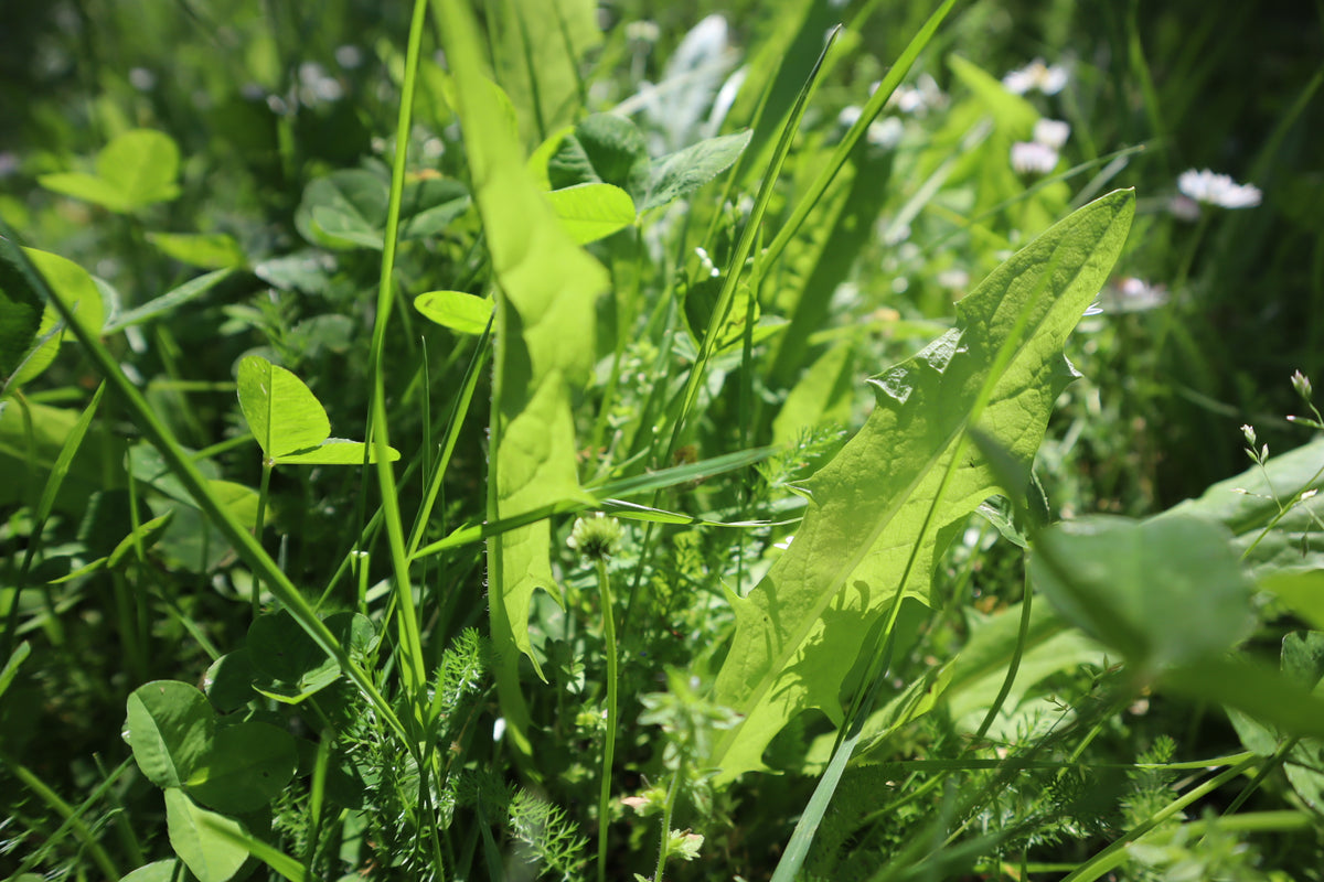 🌿 Introduction to Foraging & Rongoā Māori: Wānanga and Walk (Sept)