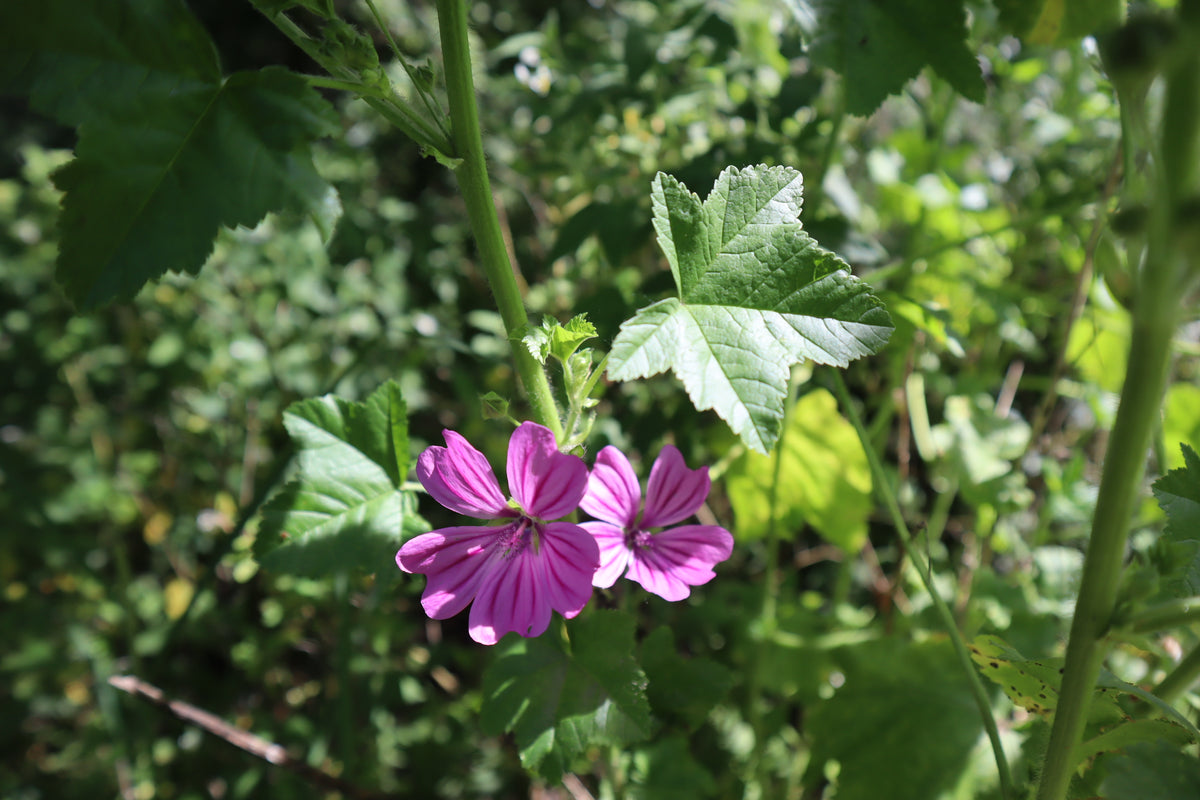 🌿 Introduction to Foraging & Rongoā Māori: Wānanga and Walk (Sept)
