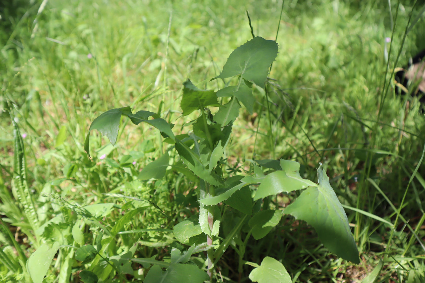 Short Course: 🌿 Healing Sounds Qi Gong + Plant Healing for Healers 🌿