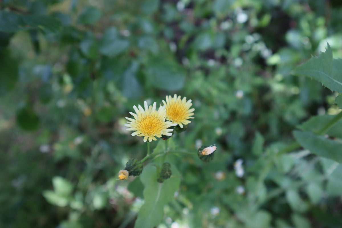 🌿 Introduction to Foraging & Rongoā Māori: Wānanga and Walk (Sept)