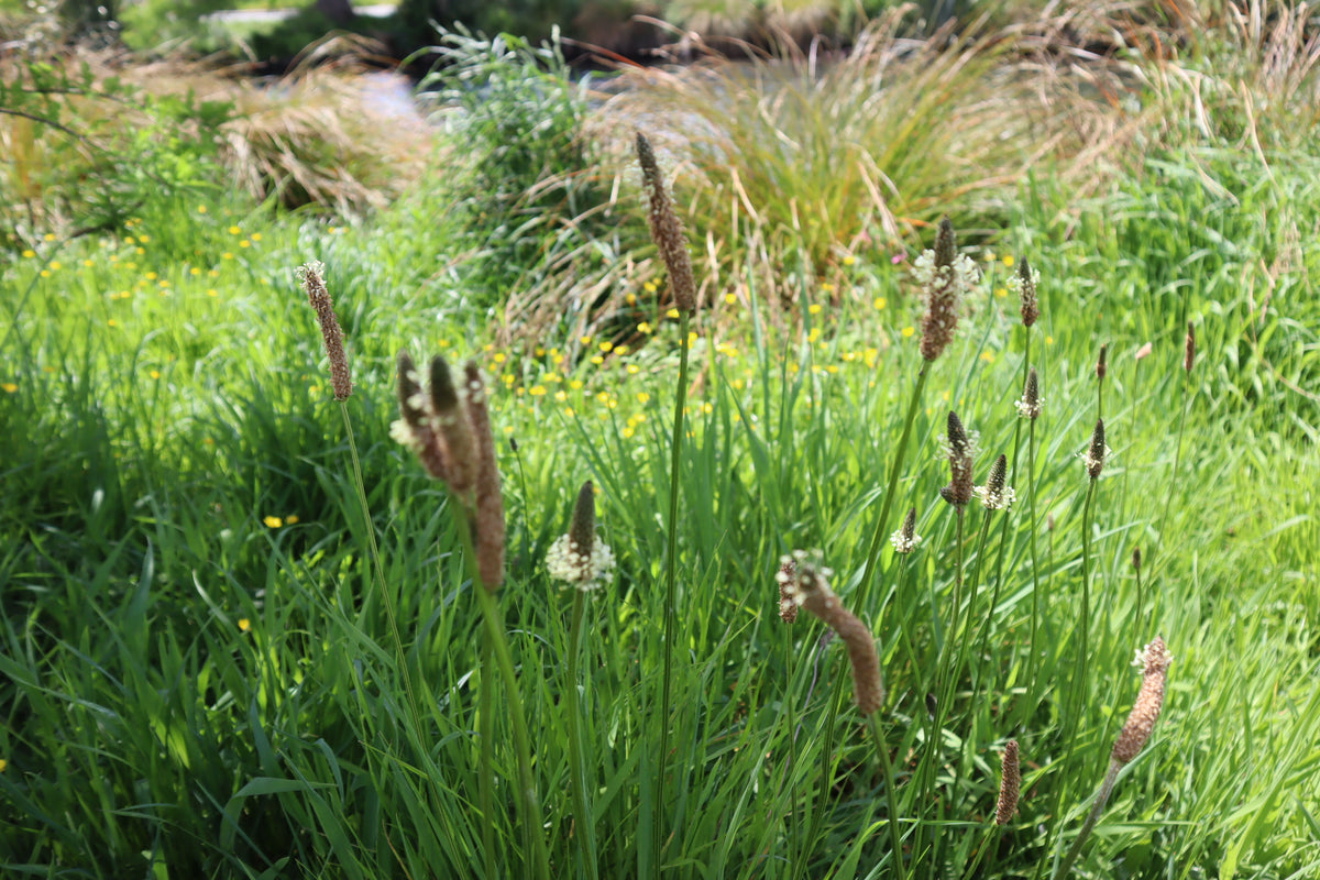 🌿 Introduction to Foraging & Rongoā Māori: Wānanga and Walk (Sept)