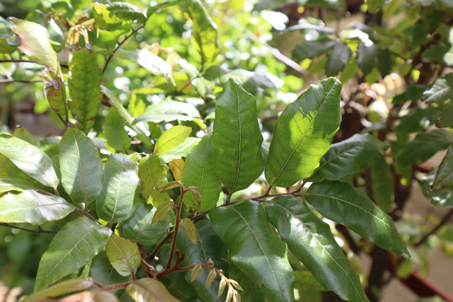 Tītoki Drops — Deep Calm & Grounding(30ml)