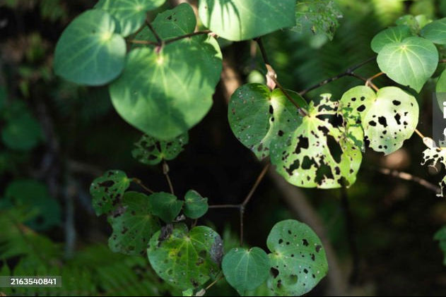 Super Kawakawa Rolling Oil (10 ml)