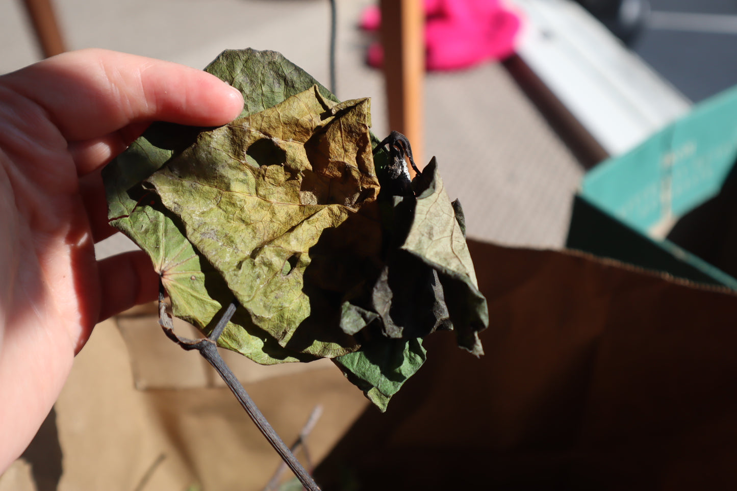 Super Kawakawa Rolling Oil (10 ml)