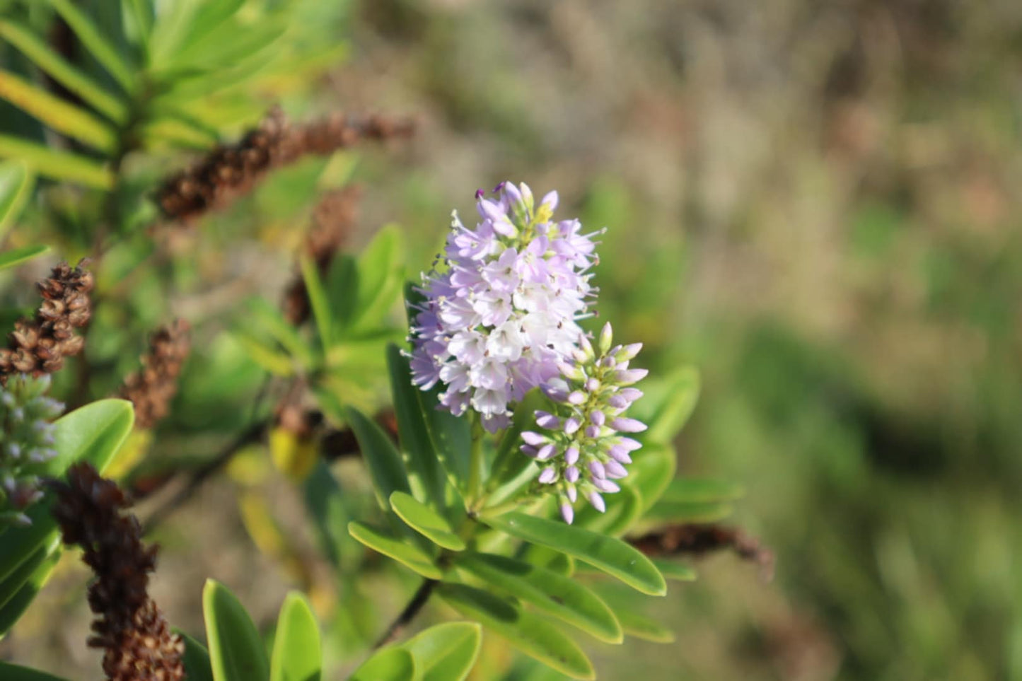 🌿 Introduction to Foraging & Rongoā Māori: Wānanga and Walk