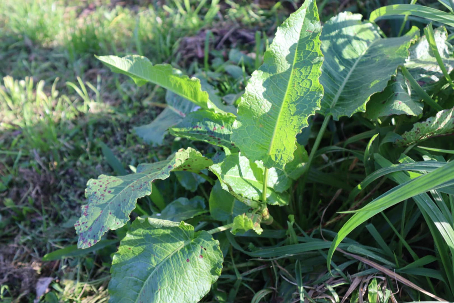 🌿 Introduction to Foraging & Rongoā Māori: Wānanga and Walk