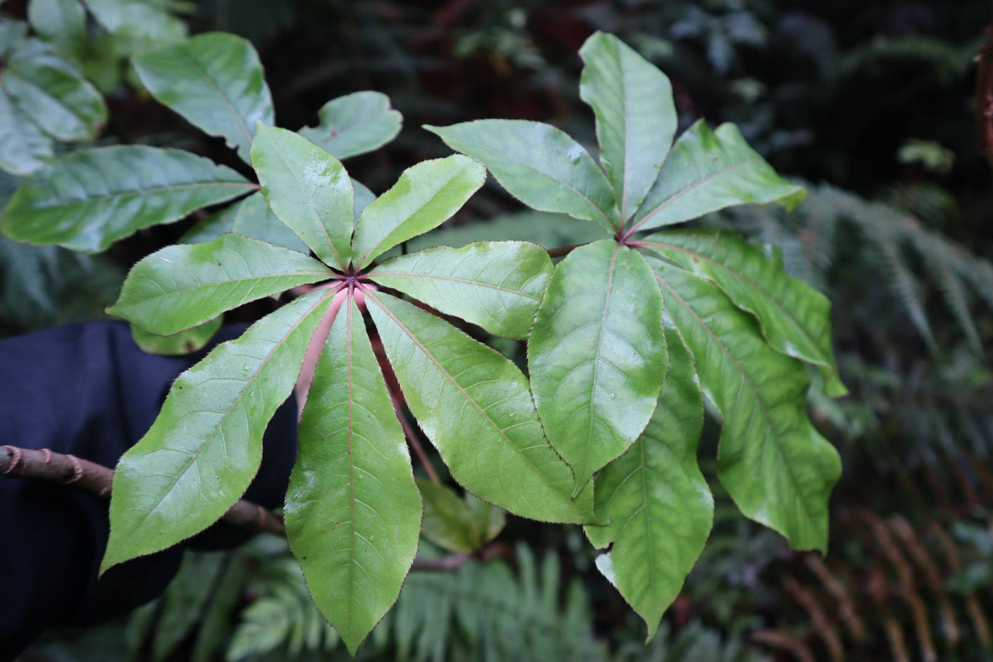 🌿 Introduction to Foraging & Rongoā Māori: Wānanga and Walk