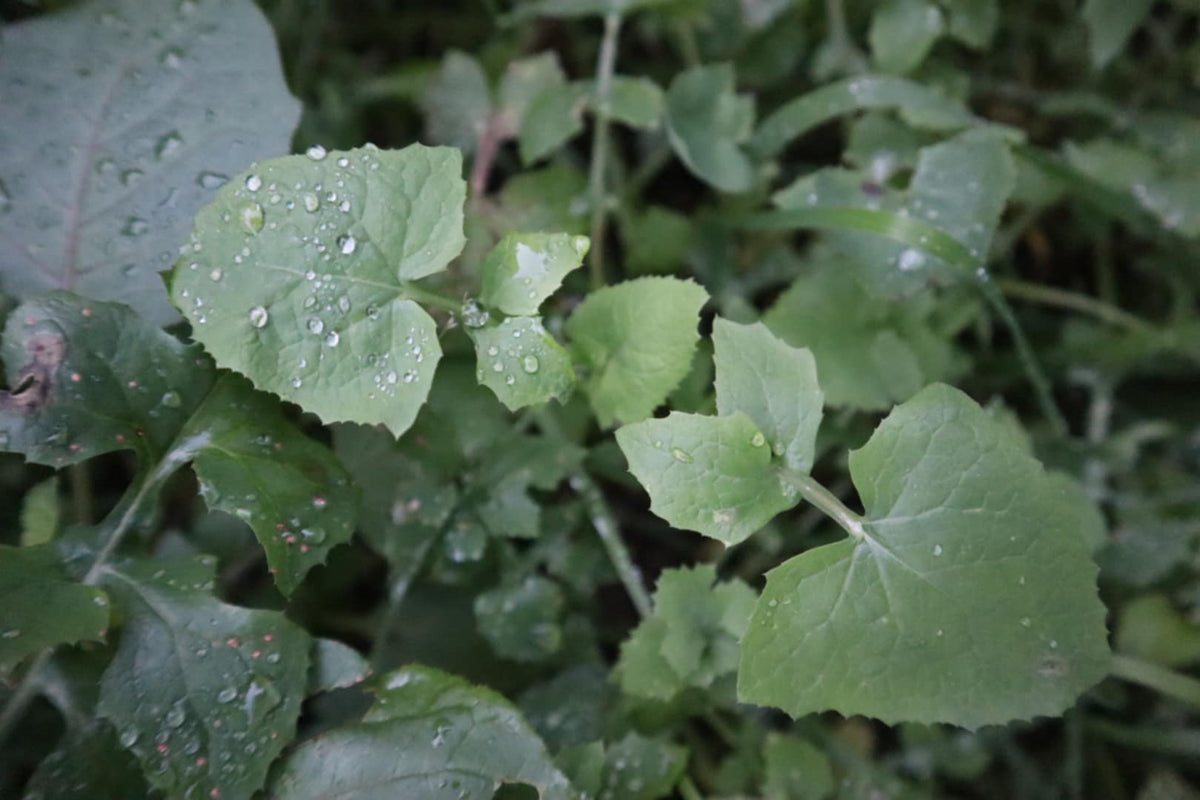 🌿 Introduction to Foraging & Rongoā Māori: Wānanga and Walk (Sept)