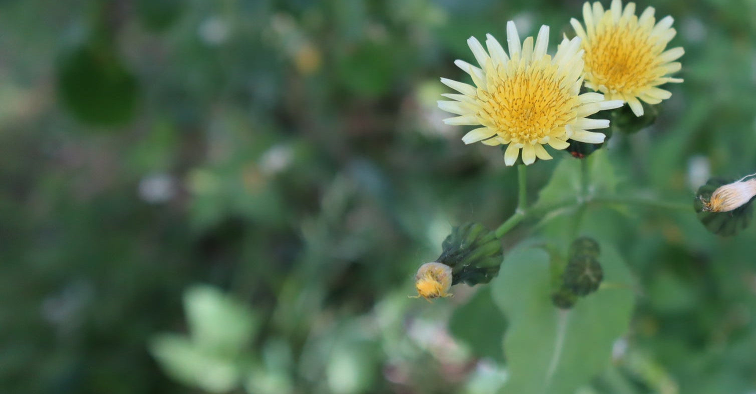 Two yellow flowers with green leaves on a blurred natural background